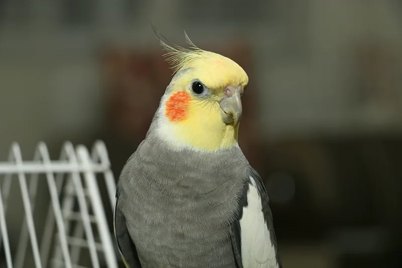 Calopsita grigia con le guance arancioni