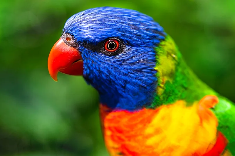 Lori arcobaleno di profilo, piumaggio blu, arancio e verde