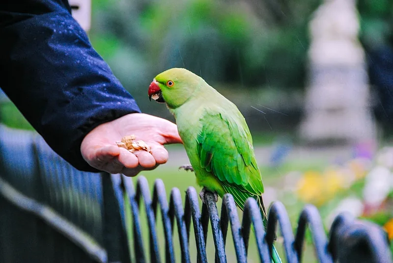 Pappagallo che prende il cibo dalla mano