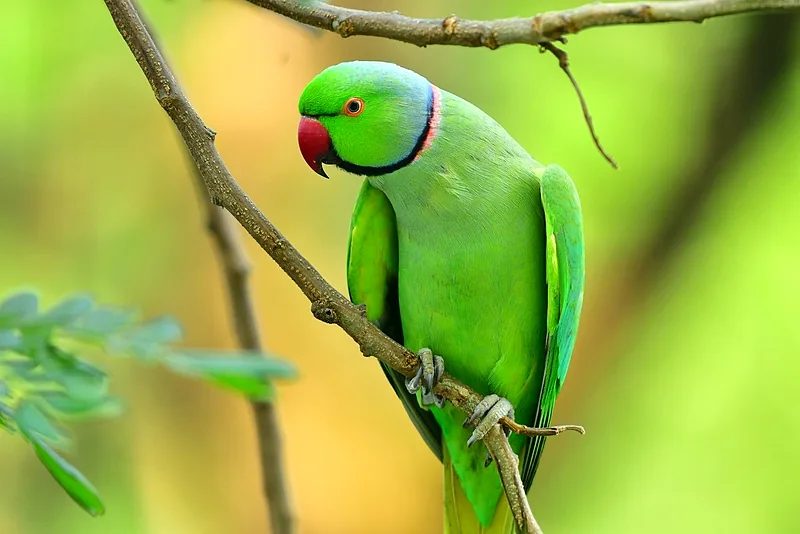 Parrocchetto dal collare maschio, verde con il collare rosato