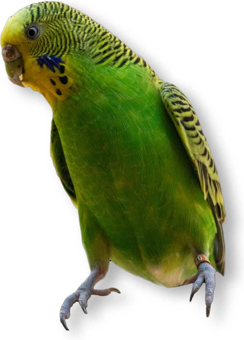Cocorite