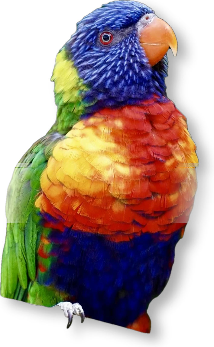 Lori arcobaleno